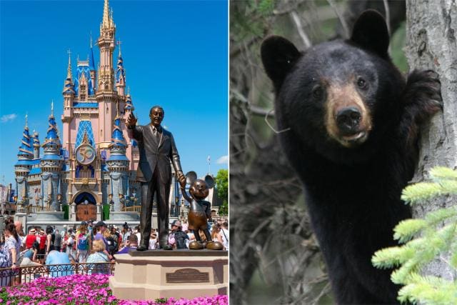 Say What Now? Wild Bear Loose at Disney World Closes Multiple Magic Kingdom Rides