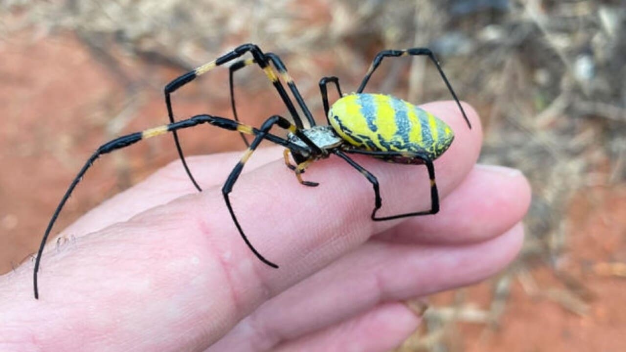 Oh No Ma’am: Giant Venomous Spiders that Can Parachute Through the Air to Invade Northeastern United States