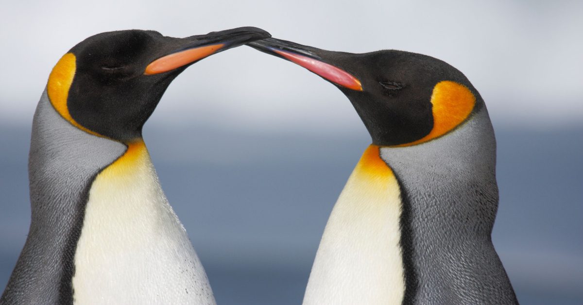 Say It With Your Chest! Tim Walz’s Comments About Gay Penguins Goes Viral