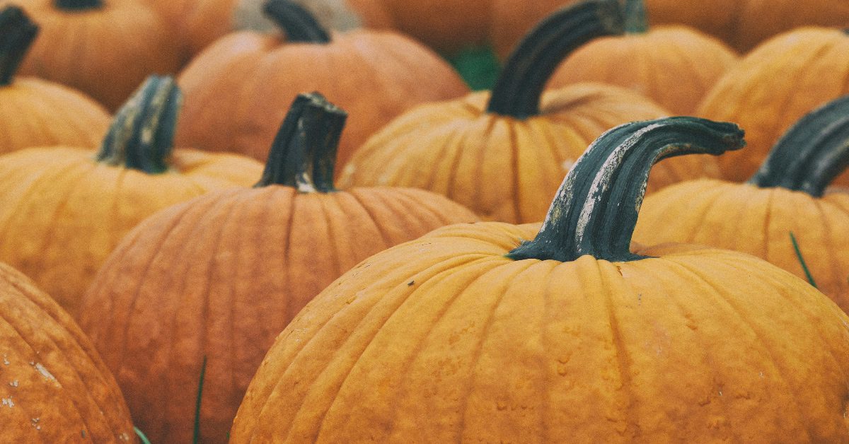 Pumpkin field